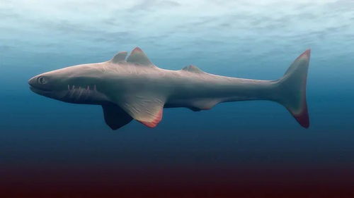 裂口鲨 4亿年前的鲨鱼家族老祖宗