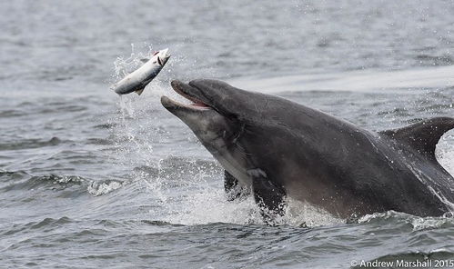 海豚是怎么交配的 科学家 总之很变态,它们演化出了人类的特征